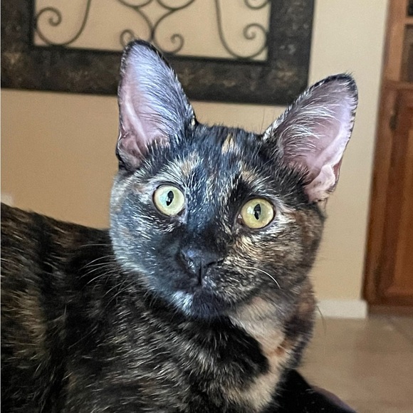 Meet your Posher, Sam - Picture 1 of 1